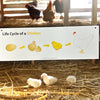 Chicken life cycle sign
