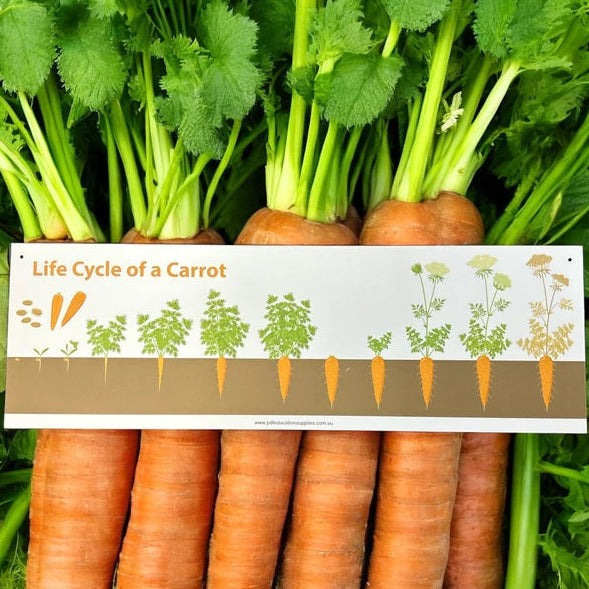 Metal Sign: Life Cycle of a Carrot