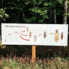 Metal Sign: Life Cycle of an Ant